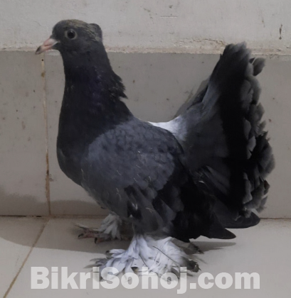 Pigeon / Kobutor / কবুতর / লক্ষ্যা